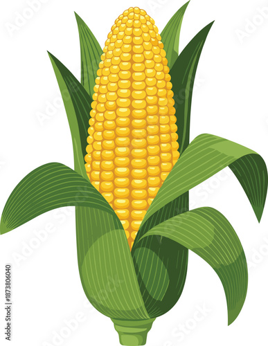 Realistic vector illustration of fresh yellow corn cob with green leaves, organic farm vegetable symbol for healthy food design.