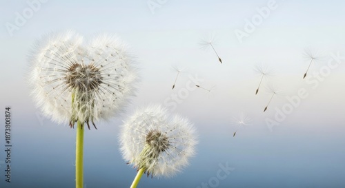 Wallpaper Mural Close-up of two white fluffy dandelion seed heads with seeds blowing away against a soft blue sky Torontodigital.ca
