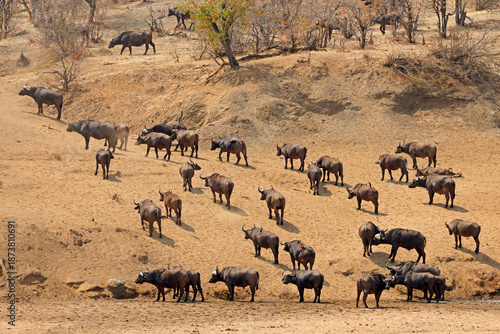 Large herd of African buffaloes (Syncerus caffer), Kruger National Park, South Africa