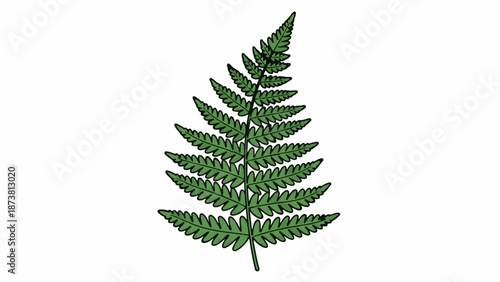 Detailed illustration of a green fern frond with black outlines, set against a white background