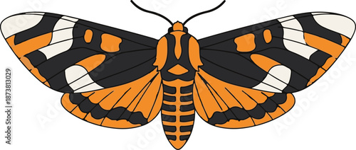 Detailed illustration of a moth with striking orange, black, and white wing patterns