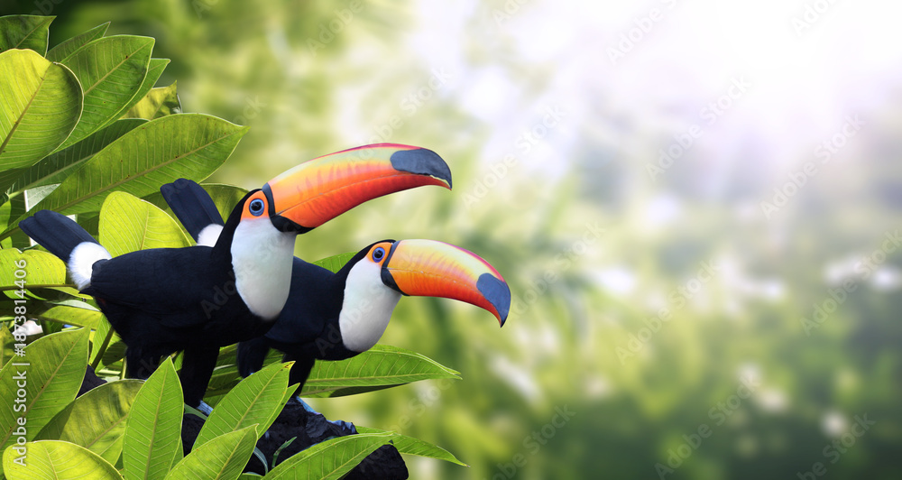 Fototapeta premium Horizontal banner with two colorful toucan birds (Ramphastidae) in a rainforest. Couple of toucan bird and leaves of tropical plants on sunny background, creating a vibrant and eye-catching scenic