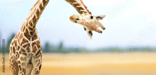 Horizontal nature banner with giraffe face head hanging upside down. Curious giraffe peeks from above. Cute giraffe looks interested on summer landscape background. Animal stares interestedly © frenta