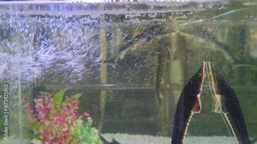 Sturgeon swimming in aquarium. Rare Caspian sturgeon fish close-up. Sturgeon swimming in large indoor aquaculture tank. large sturgeon, with its distinctive bony plates. 4 k video