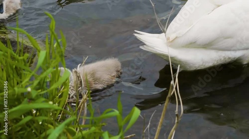 A close-up shot of two small, fluffy grey mute swan (Cygnus olor) cygnets swimming in the calm water of the Ros River near the grassy bank in Bila Tserkva, Ukraine on a bright summer day.