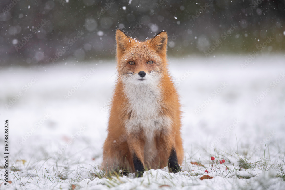 Obraz premium 森でたたずむキタキツネ