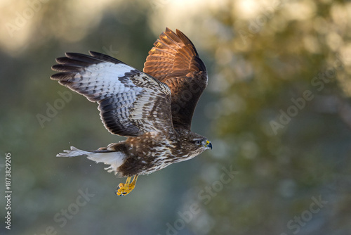 Common buzzard in flight with forest background in winter
