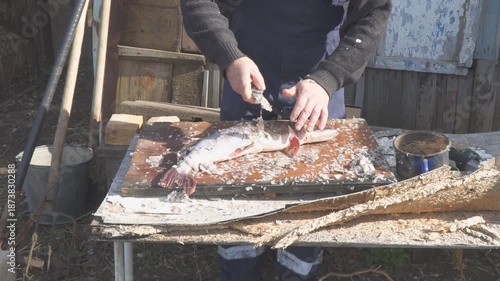 Fish Cleaning Process with Knife on Wooden Table. Man cleaning a fish using knife on an wooden table. Scales and fish parts are visible, indicating the preparation process for cooking or preservation