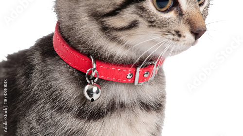 Wallpaper Mural Cute kitten with a playful expression. Torontodigital.ca