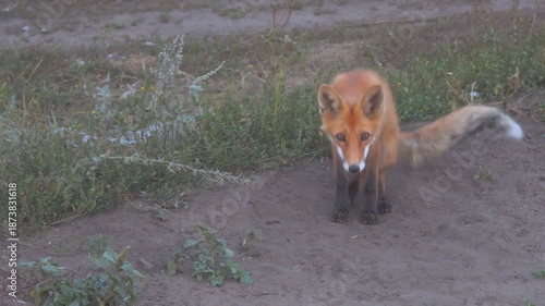 Portrait of a wild fox on a country road. Camera panning