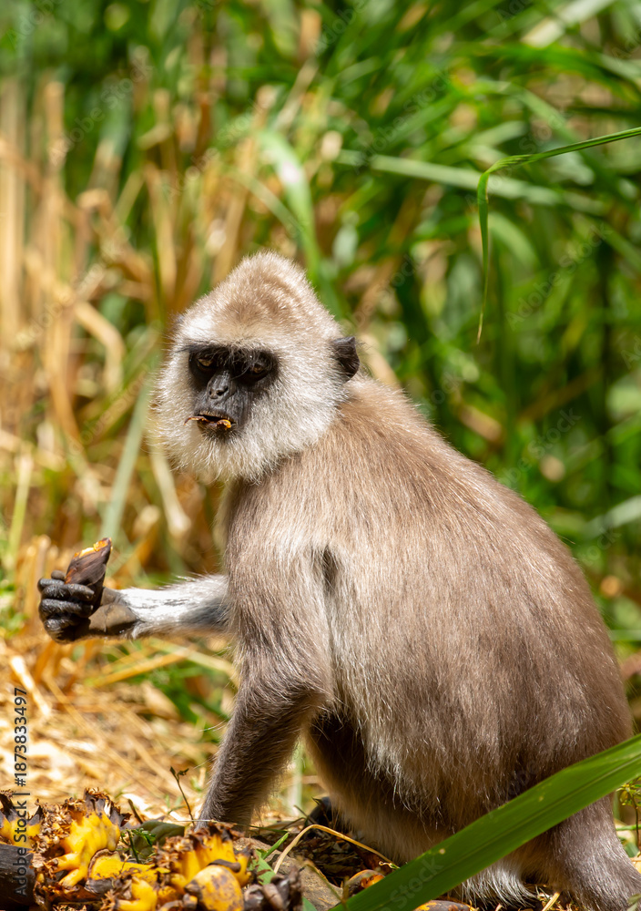 Obraz premium A gray langur Hanuman sits on the ground and eats bananas. Monkeys in the wild jungles of Sri Lanka. A wildlife scene featuring wild animals.
