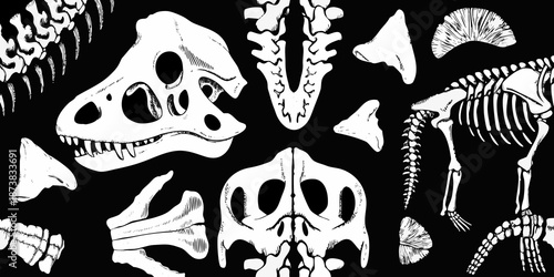 Anatomy of extinct reptiles a collection of dinosaur bone structures illustrated