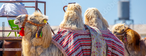 Photography Bactrian camel on the background of historical places in Central Asia