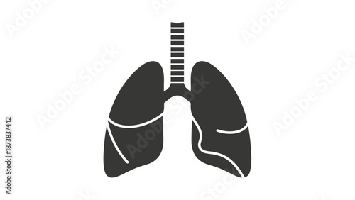 Detailed Human Lungs Anatomy Illustration, Respiratory System Organ Silhouette on Isolated White Background