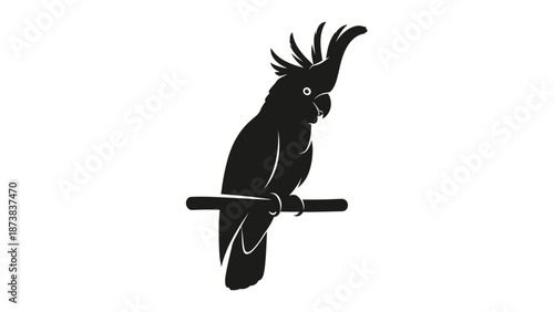 Calm black cockatoo silhouette with a distinctive crest perching on a branch on an isolated white background.