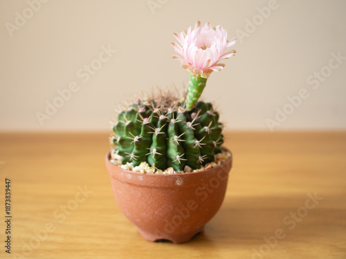 Gymnocalycium cactus plant pink flower desert succulent green tree pot garden houseplant lifestyle nature beautiful floral summer tropical botanical growth thorn decoration background selected focus