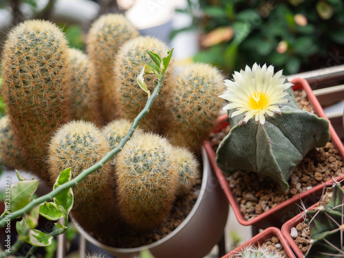 Astrophytum Myriostigma cactus plant yellow flower desert succulent green tree pot garden houseplant lifestyle nature beautiful floral summer tropical growth thorn decoration background selected focus