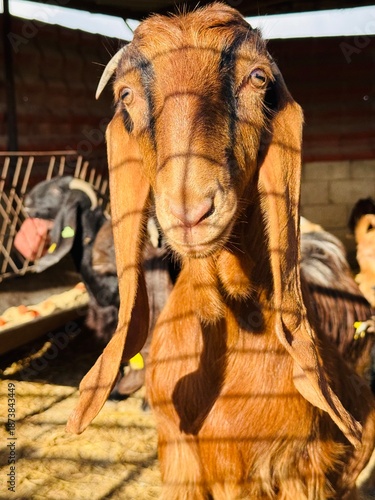 Close-up of a brown goat on a farm in Northern Cyprus, showing its curious eyes and textured fur