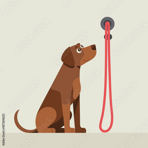 Brown labrador retriever dog sitting and looking up at its red leash hanging from a hook on the wall waiting for a walk outside.