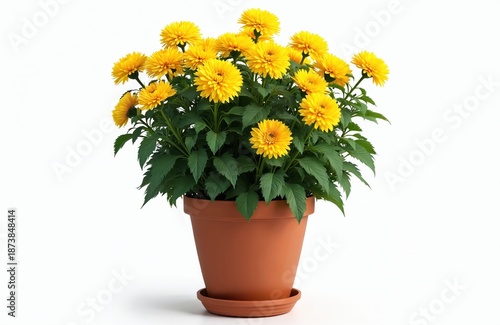 Wallpaper Mural Bright yellow chrysanthemum plant in a pot. Vivid flowers on white background. Home garden. Floral design. Botany beauty. Gardening and nature concept. Houseplant. Fresh bloom. Torontodigital.ca