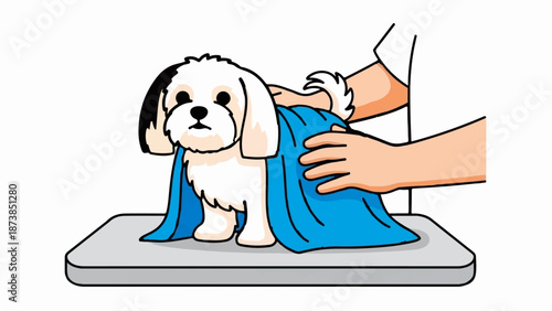Groomer drying a fluffy white dog with a blue towel on a table