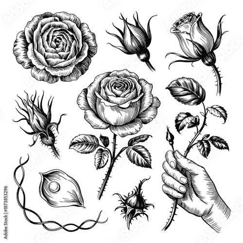 Rich marine biology illustration featuring various coral species, tropical fish, a sea turtle, and a lone seahorse in detailed engraved style.