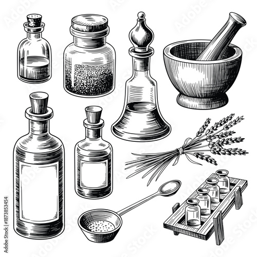 Botanical study of an oak tree including detailed drawings of its leaves, acorns, trunk cross-section, and a squirrel in black and white.