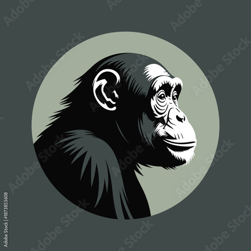 Comprehensive bird study featuring detailed illustrations of various feathers and exotic long-tailed birds in detailed woodcut style.