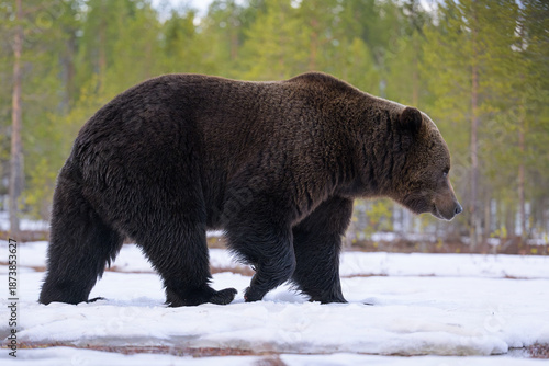 Brown bear walking on snowy landscape