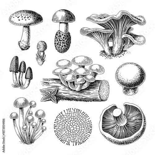 Botanical set of various wild mushroom species and fungi structures illustrated in a classic black and white vintage ink style.