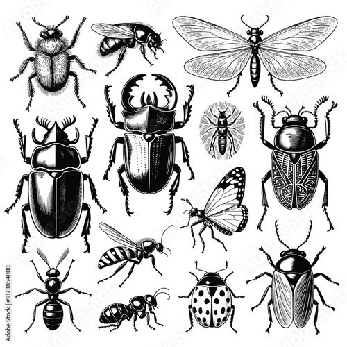 Intricate insect and beetle collection featuring various species of bugs and a butterfly in a classic black and white engraving style.