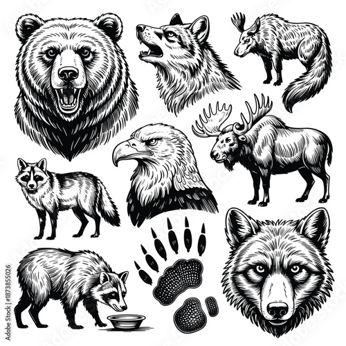 North american wildlife illustrations featuring a grizzly bear, wolf, moose, eagle, and raccoon in a detailed vintage style.