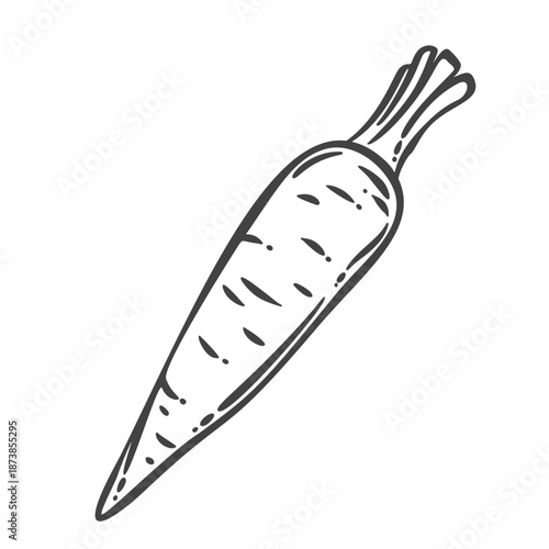 Carrot root with elongated shape and textured surface. Fresh carrot vegetable, natural produce, root crop. Outline monochrome engraving style, vintage line art. Vector illustration.