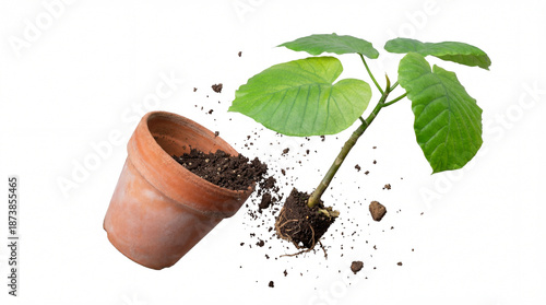 Photos A close-up of a plant being replanted, its exposed roots and soil ball hovering as a terracotta pot falls away, against a clean white backdrop