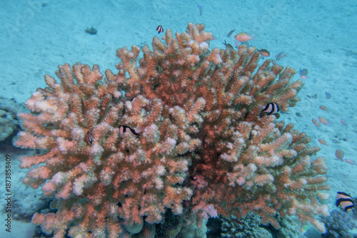 Colorful, picturesque coral reef at the bottom of tropical sea, hard corals, underwater landscape