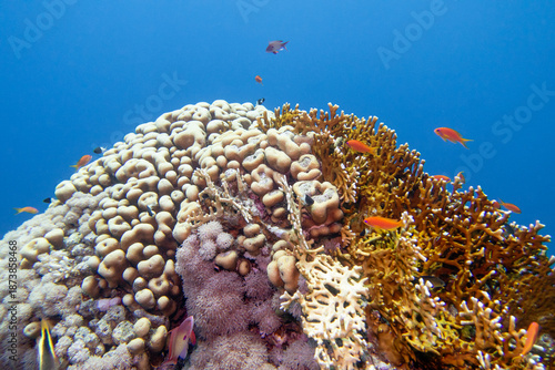 Picturesque, full of vivid colors coral reef with various coral types and small anthias fish, scenic landscape