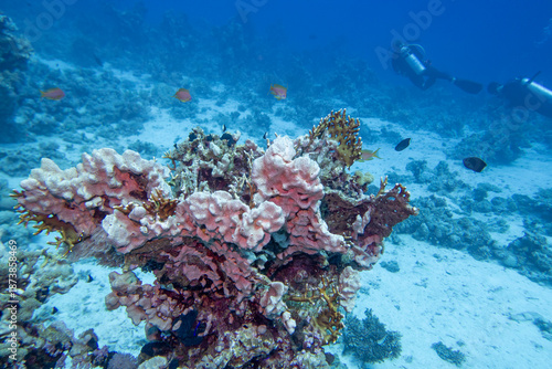 Tropical coral reef garden, marine life with colorful corals and fish in clear blue water, beauty of underwater world