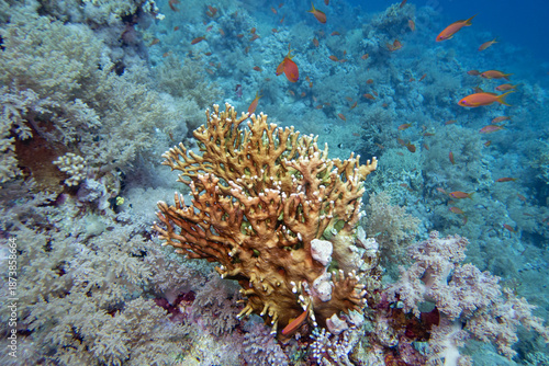 Picturesque, colorful coral reef at bottom of tropical sea, various species of corals with great yellow fire coral and anthias fish, underwater landscape