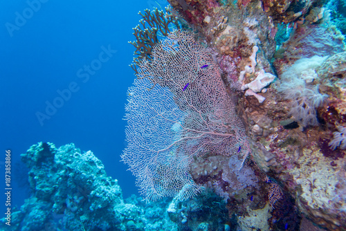 Picturesque giant sea fan (Gorgonia) in clean blue tropical water, underwater landscape