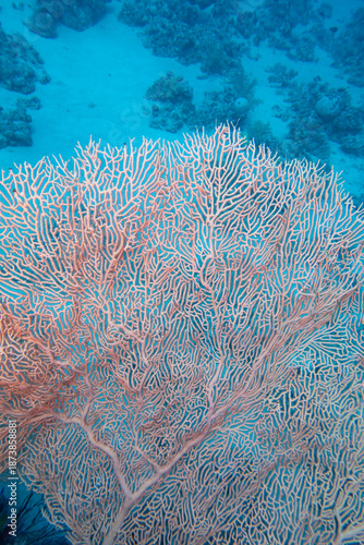 Picturesque giant sea fan (Gorgonia) in clean blue tropical water, underwater landscape