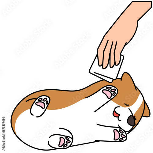 仰向けでブラッシングされるコーギーのイラスト（ペットのお手入れ）