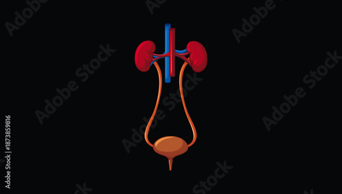 Medical Illustration of the Human Urinary System and Excretory Organs