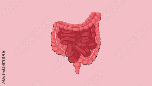 Medical Style Illustration Depicting Human Intestines and Digestive Anatomy
