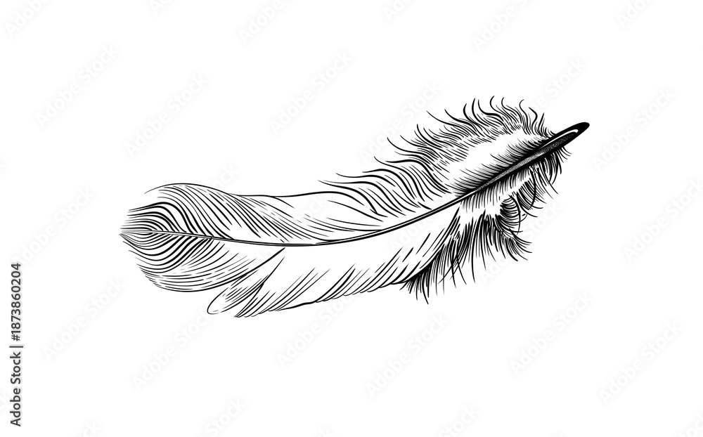Obraz premium Bird Feather hand drawn sketch with black line detail on it 