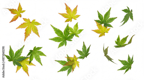 Tableau sur toile Scattered Japanese maple leaves in various stages of autumn color, from green to