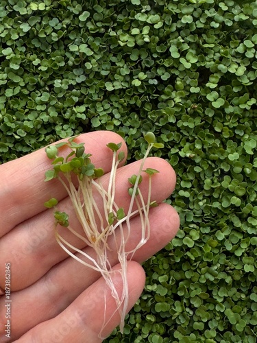 micro greens top view, plant in hand