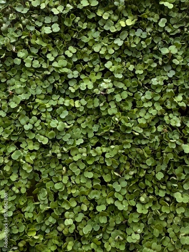 micro greens top view