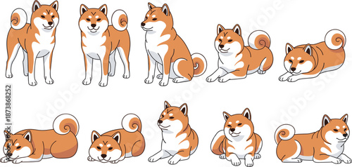 Adorable Set of Shiba Inu Dog Illustrations in Various Poses Including Standing Sitting and Lying Down Isolated on White Background for Pet Lovers Design