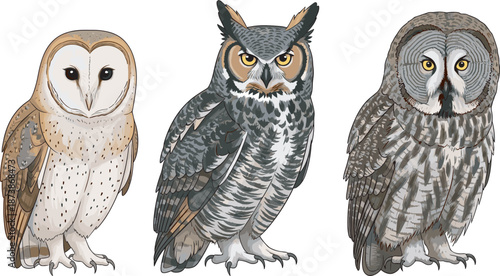 Set of Realistic Owl Illustrations Including Barn Owl Great Horned Owl and Great Gray Owl Isolated on White Background for Wildlife and Nature Design