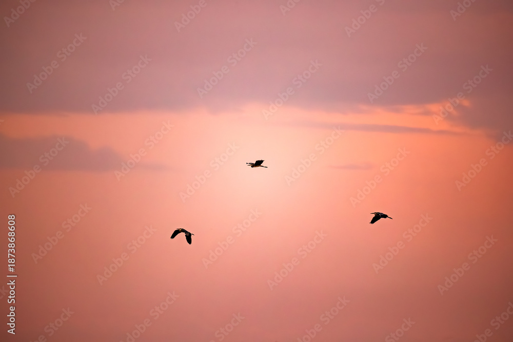 Obraz premium Herons Flying in the Pink Twilight